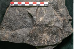 Foto (Detailansicht) von Palissya podocarpoides Ettingshausen (NHMW-GEO-2024-0188-10308)